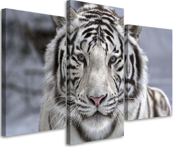 Gario Vászonkép Fehér tigris télen - 3 részes Méret: 60 x 40 cm