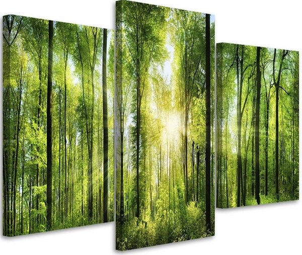 Gario Vászonkép Napsugarak a zöld erdőben - 3 részes Méret: 60 x 40 cm
