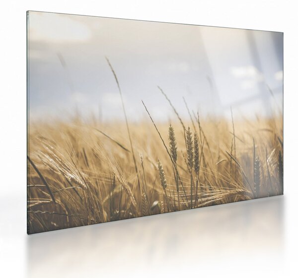 A gabona képe (üvegen) (70x50 cm)