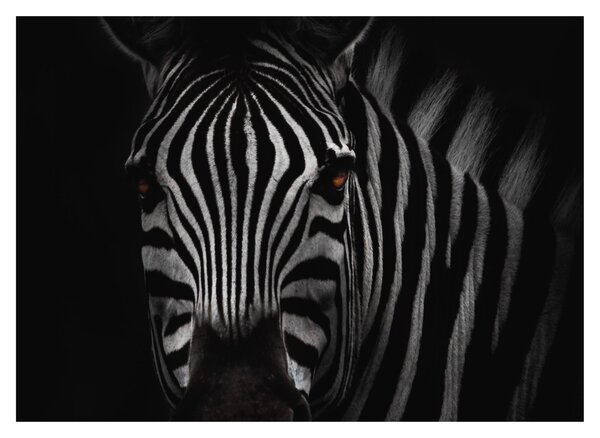 Zebra képe (üvegen) (70x50 cm)