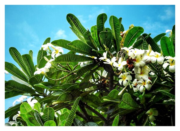 Kép - Plumeria (üvegen) (70x50 cm)