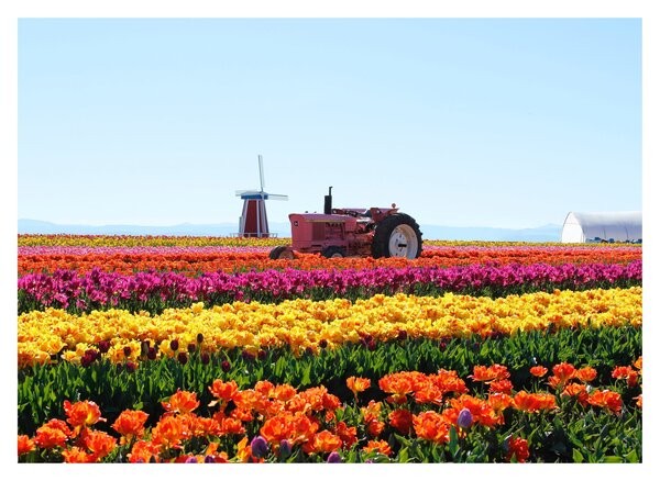 Tulipánfarm képe (üvegen) (70x50 cm)