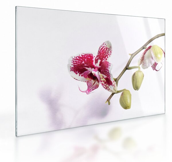 Orchidea virág képe (üvegen) (70x50 cm)