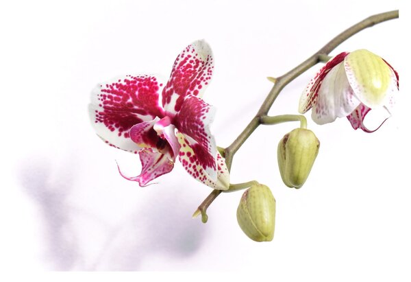 Orchidea virág képe (üvegen) (70x50 cm)