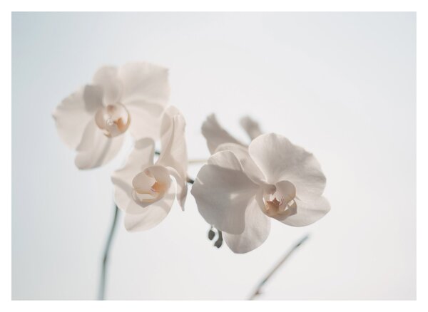 Fehér orchidea képe (üvegen) (70x50 cm)