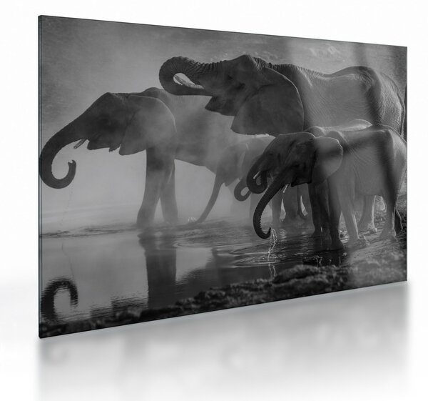Elefánt képe - fekete fehér (üvegen) (70x50 cm)