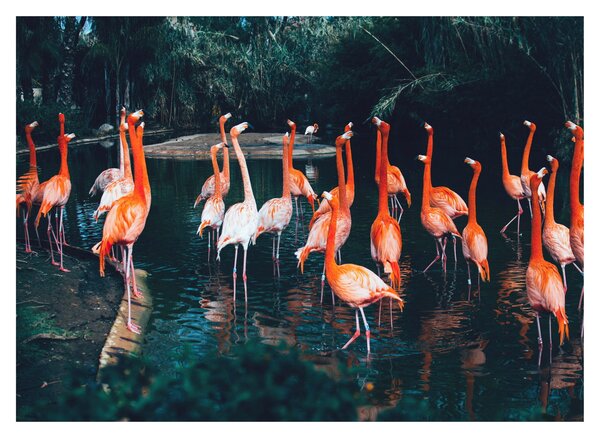 Flamingók csordája (üvegen) (70x50 cm)