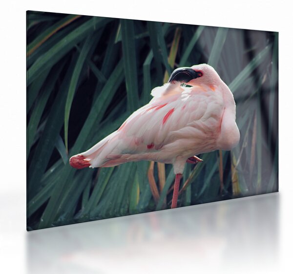 Kép - Flamingó (üvegen) (70x50 cm)