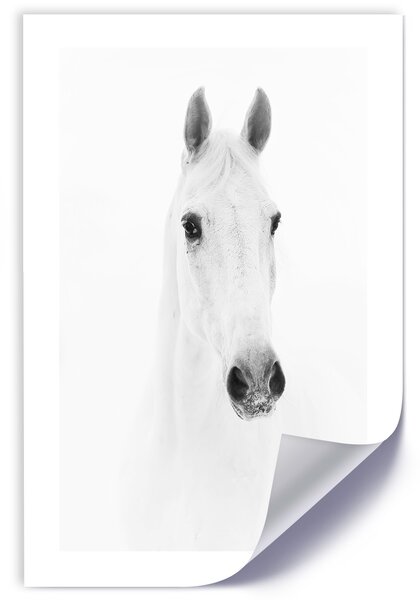 Gario Poszter Szürke ló A keret színe: Keret nélkül, Méret: 20 x 30 cm