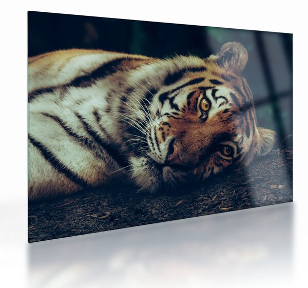Kép - Szibériai tigris (üvegen) (70x50 cm)