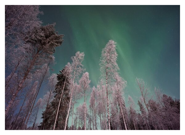 Az aurora borealis képe fagyos fák felett (üvegen) (70x50 cm)