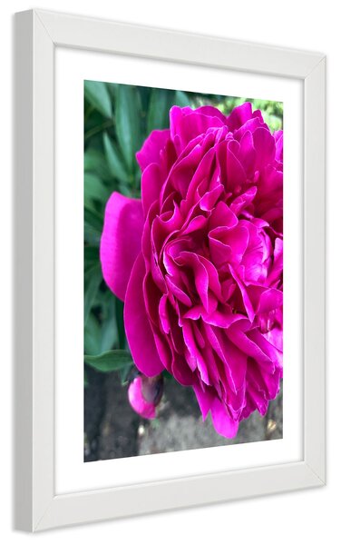Gario Poszter Rózsaszín nagy virág A keret színe: Fehér, Méret: 20 x 30 cm