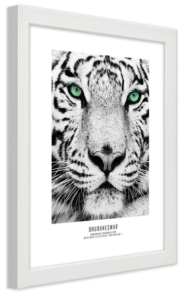Poszter Fehér tigris