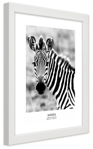 Gario Poszter Kíváncsi zebra A keret színe: Fehér, Méret: 20 x 30 cm