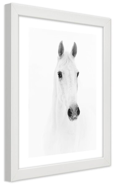 Gario Poszter Szürke ló A keret színe: Fehér, Méret: 20 x 30 cm