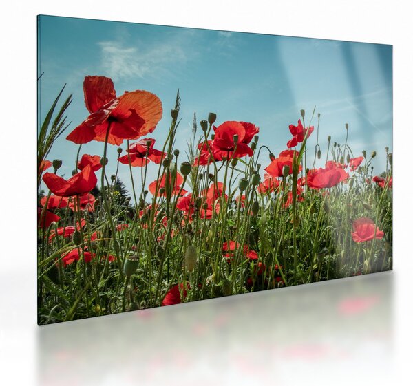Kép - Pipacsos mező (üvegen) (70x50 cm)