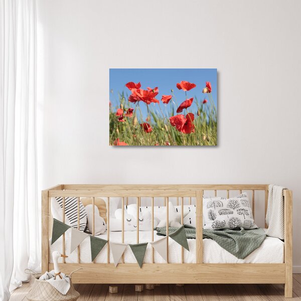 Kép - Pipacsok (üvegen) (70x50 cm)