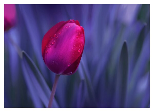 Tulipán bimbó képe (üvegen) (70x50 cm)