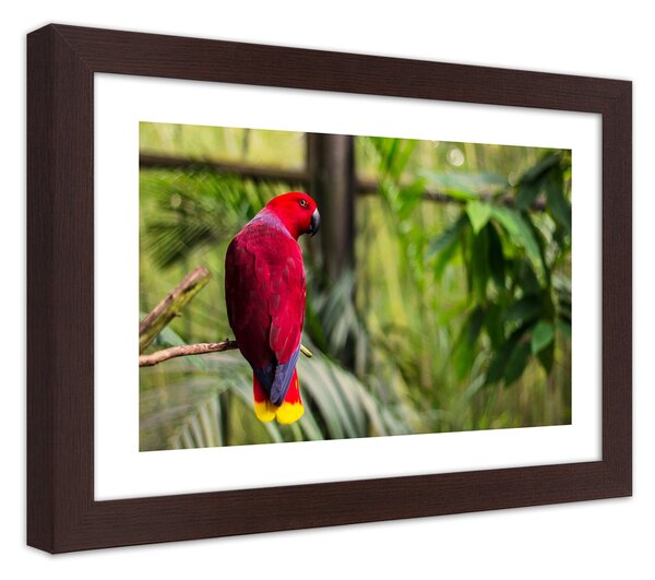 Gario Poszter Paradicsomi papagáj A keret színe: Barna, Méret: 45 x 30 cm