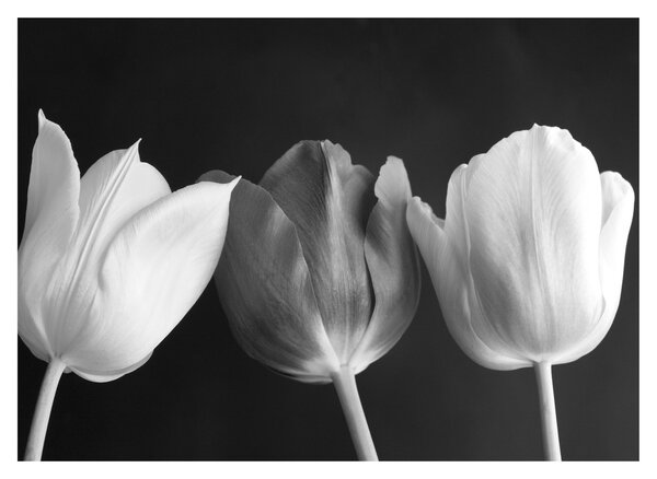 Kép - fekete-fehér tulipán virág (üvegen) (70x50 cm)