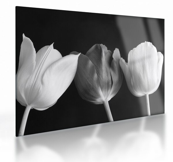 Kép - fekete-fehér tulipán virág (üvegen) (70x50 cm)