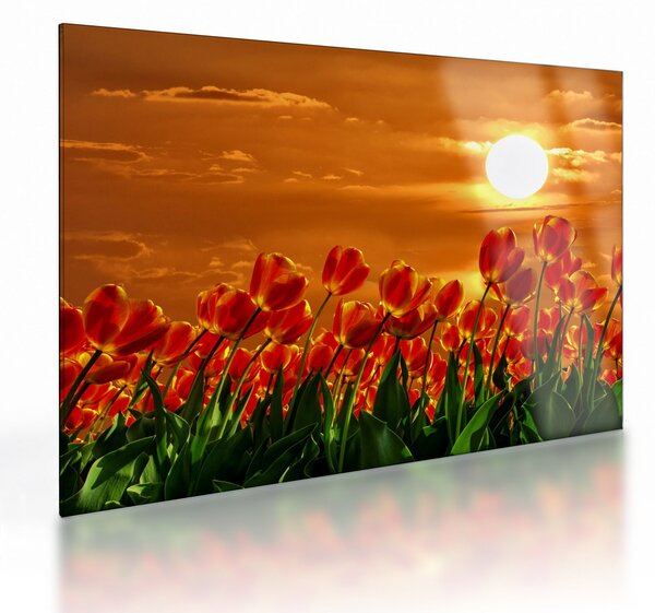 Kép egy virágzó mező tulipánokkal (üvegen) (70x50 cm)