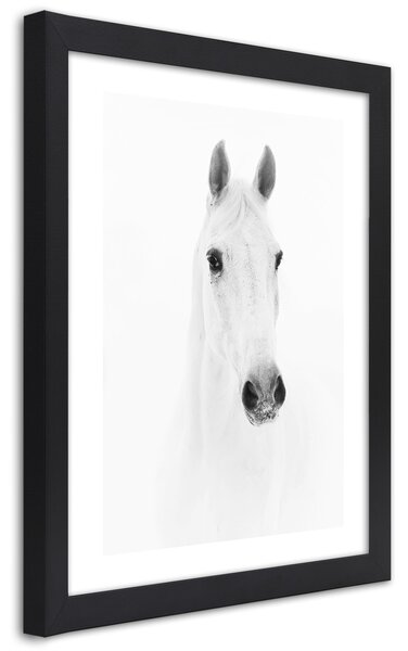 Gario Poszter Szürke ló A keret színe: Fekete, Méret: 20 x 30 cm