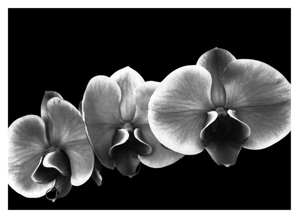 Egy orchidea virág képe (üvegen) (70x50 cm)