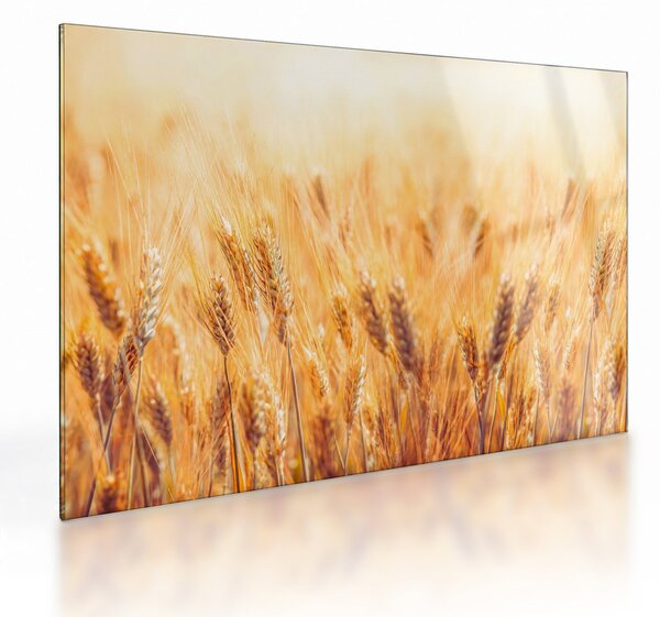 Kép - mező gabonával (üvegen) (70x50 cm)