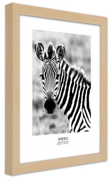 Gario Poszter Kíváncsi zebra A keret színe: Természetes, Méret: 20 x 30 cm