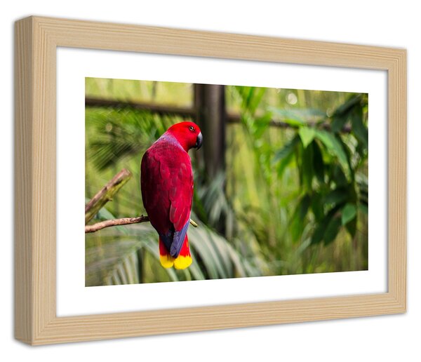 Gario Poszter Paradicsomi papagáj A keret színe: Természetes, Méret: 100 x 70 cm