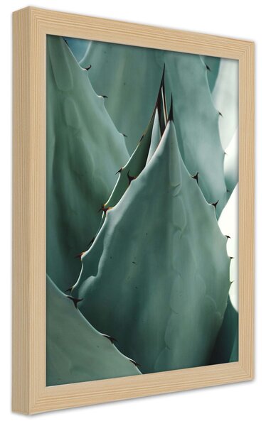 Poszter Kaktuszlevél, közelkép agavéra