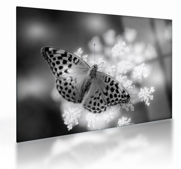 Kép - Részlet egy virágot beporzó pillangóról (üvegen) (70x50 cm)
