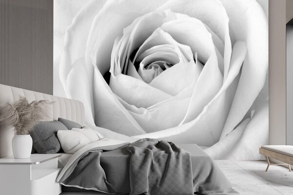Gario Fotótapéta Fehér rózsa, közelkép egy bimbóról Anyag: Vlies, Méret: 200 x 140 cm