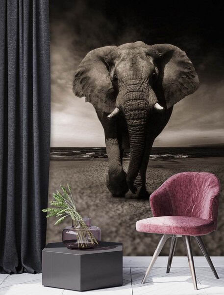 Gario Fotótapéta Sötét elefánt Anyag: Vlies, Méret: 100 x 140 cm