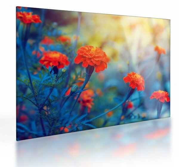 Kép - Narancssárga virágok (üvegen) (70x50 cm)