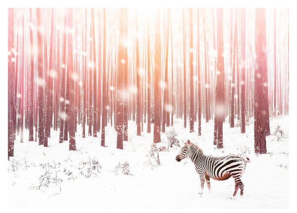 Kép - Zebra egy havas erdőben (üvegen) (70x50 cm)