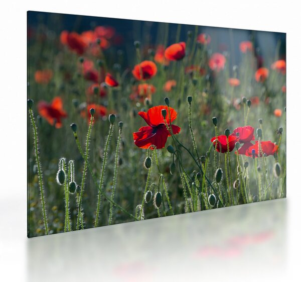 Kép - Rét mák virággal (üvegen) (70x50 cm)