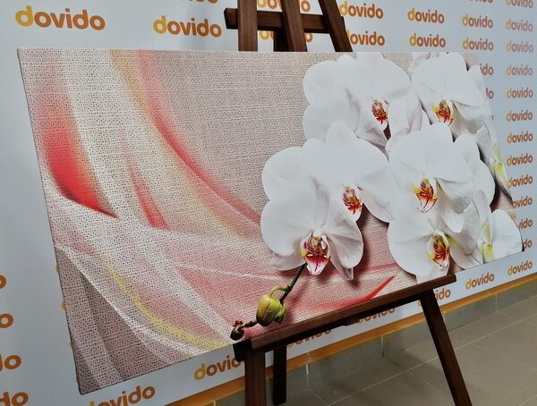 Kép fehér orchidea vásznon