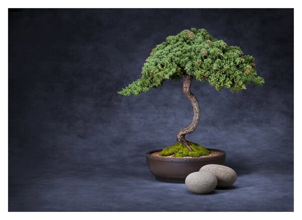 Kép - Bonsai (üvegen) (70x50 cm)