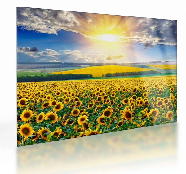 Kép - Napraforgó mező (üvegen) (70x50 cm)