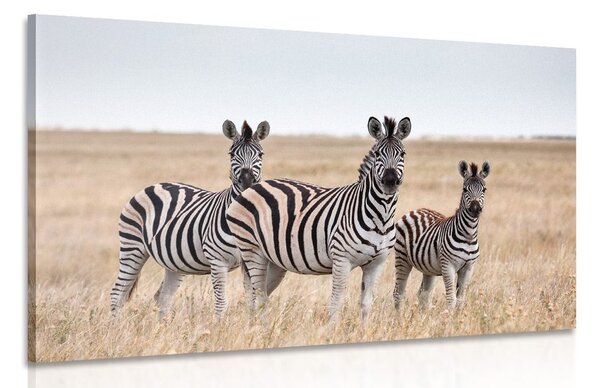 Kép három zebra szavannában