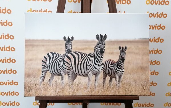 Kép három zebra szavannában
