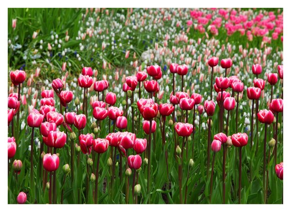 Tulipán képe (üvegen) (70x50 cm)