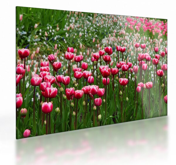 Tulipán képe (üvegen) (70x50 cm)