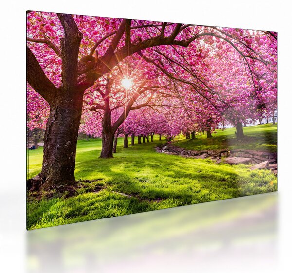 A virágzó cseresznye képe, Hurd Park, Dover, New Jersey (üvegen) (70x50 cm)
