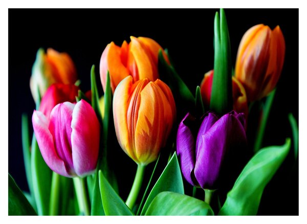 Tulipánok képe fekete alapon (üvegen) (70x50 cm)