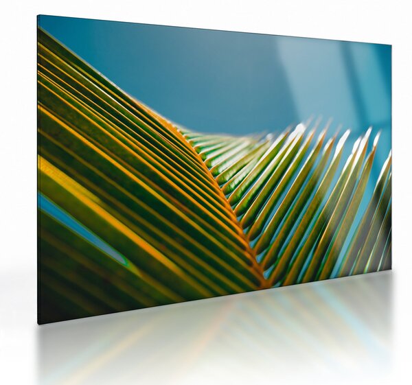 Kép - A pálmalevél részlete (üvegen) (70x50 cm)