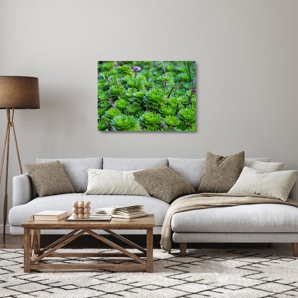 A pozsgás növények képe (üvegen) (70x50 cm)