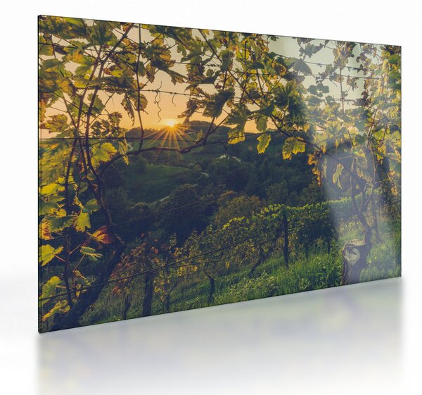 Kép - szőlőültetvény (üvegen) (70x50 cm)